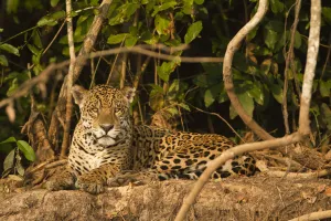 Wetlands Prints: Jaguar (Panthera onca) portrait, lying down along riverbank in Pantanal, Brazil