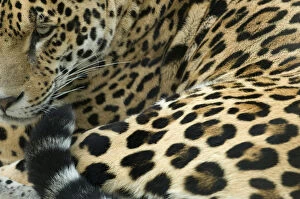 Images Dated 10th September 2010: Jaguar (Panthera onca) portrait, lying down, captive