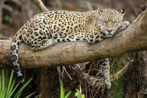 Jaguar (Panthera onca) resting on branch, Cuiaba River, Pantanal wetlands, Mato Grosso, Brazil