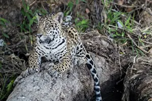 Animal Markings Prints: Jaguar (Panthera onca) resting on fallen tree, Pantanal, Mato Grosso, Brazil
