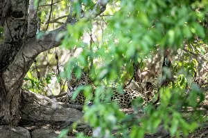 Foliage Prints: Jaguar (Panthera onca) resting among forest undergrowth, Pantanal, Mato Grosso, Brazil