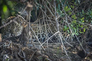 Images Dated 19th August 2015: Jaguar (Panthera onca) resting, Pantanal, Brazil