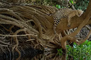 Near Threatened Prints: Jaguar (Panthera onca) resting on a tree branch, Pantanal, Mato Grosso, Brazil