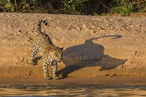 Images Dated 21st August 2013: Jaguar (Panthera onca) on river bank, Cuiaba River, Pantanal Matogrossense National Park