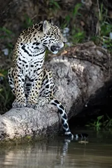 Animal Markings Prints: Jaguar (Panthera onca) sitting on tree trunk at water's edge