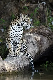 Animal Markings Prints: Jaguar (Panthera onca) sitting on tree trunk at water's edge
