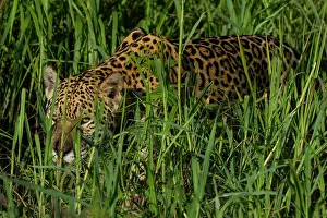 Near Threatened Prints: Jaguar (Panthera onca) stalking through long grass, Pantanal, Mato Grosso, Brazil