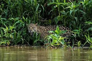 Near Threatened Prints: Jaguar (Panthera onca) standing among dense vegetation at water's edge