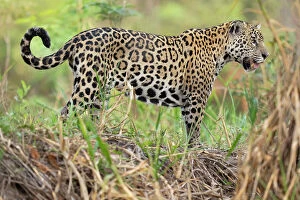 Flowing Water Collection: Jaguar (Panthera onca) standing on riverbank, Cuiaba River, Pantanal wetlands, Mato Grosso, Brazil