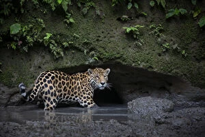Jaguar (Panthera onca) stands in water while checking out a clay lick in Yasuni National