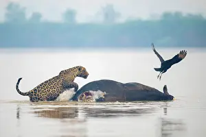 Pantanal Prints: Jaguar (Panthera onca) and Vulture (Coragyps sp)