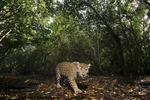 Looking Prints: Jaguar (Panthera onca) walking along a forest trail in La Papalota protected area