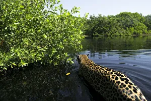 Moving Collection: Jaguar (Panthera onca) walking through a lagoon in the mangroves, Marismas Nacionales, Nayarit