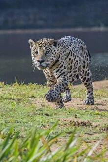 Jaguar (Panthera onca) walking along river bank, Cuiaba River, Pantanal Matogrossense National Park