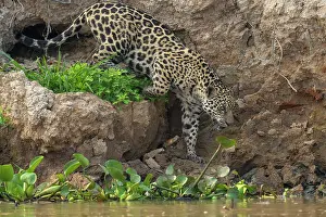 Spotted Prints: Jaguar (Panthera onca) walking on steep riverbank