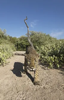 Moving Collection: Jaguar (Panthera onca) walking along a trail in La Papalota, a protected area, Nayarit, Mexico
