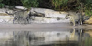 Jaguars (Panthera onca) courting pair on a sand bank. Cuiaba River, Northern Pantanal Jaguars (Panthera onca) courting pair on a sand bank. Cuiaba River, Northern Pantanal