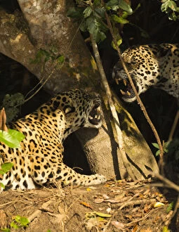 Two Jaguars (Panthera onca) snarling at each other on the riverbank, Pantanal, Brazil