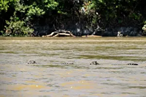 Pantanal Prints: Two Jaguars (Panthera onca) swimming in river, Pantanal, Mato Grosso, Brazil