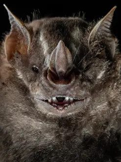 Phyllostomidae Prints: Jamaican fruit bat (Artibeus jamaicensis) head portrait