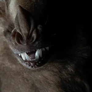 Phyllostomidae Prints: Jamaican fruit bat (Artibeus jamaicensis) nose and mouth detail