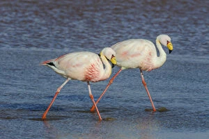 Images Dated 15th March 2012: James flamingo / Puna flamingo (Phoenicoparrus jamesi). Lago Colorado, Bolivia