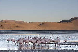 Images Dated 30th April 2017: Jamess flamingo (Phoenicoparrus jamesi) flock on the shore of Laguna Colorada