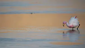 Negative Space Prints: James's flamingo (Phoenicoparrus jamesi) wading in lake with reflection of western mountain ridge in early morning