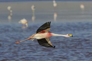 James's flamingo (Phoenicoparrus jamesi) in flight, at Laguna Colorado, Bolivia