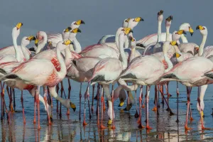 Phoenicoparrus Prints: Jamess flamingo (Phoenicoparrus jamesi) flock at Laguna Colorado, Bolivia. March