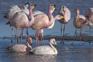 Jamess flamingo (Phoenicoparrus jamesi) flock on the shore of Laguna Colorada