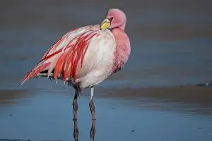 Grooming Prints: James's flamingo (Phoenicoparrus jamesi) preening after bathing