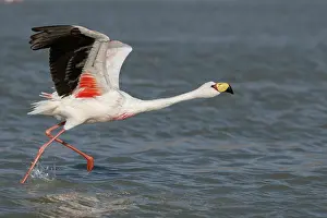 Taking Off Prints: James's flamingo (Phoenicoparrus jamesi) taking flight from lake