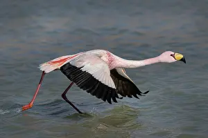 Taking Off Prints: James's flamingo (Phoenicoparrus jamesi) taking flight from lake
