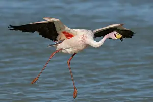 Taking Off Prints: James's flamingo (Phoenicoparrus jamesi) taking flight from lake