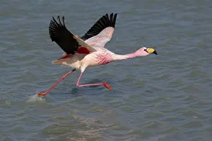 Taking Off Prints: James's flamingo (Phoenicoparrus jamesi) taking flight from lake surface