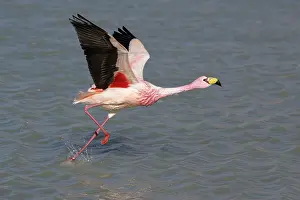 Taking Off Prints: James's flamingo (Phoenicoparrus jamesi) taking flight from lake surface