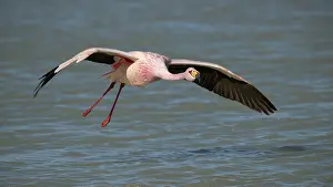Taking Off Prints: James's flamingo (Phoenicoparrus jamesi) taking flight from lake surface