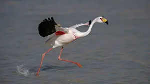 Taking Off Prints: James's flamingo (Phoenicoparrus jamesi) taking flight from lake surface
