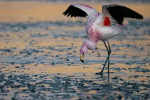 Altitude Prints: James's flamingo (Phoenicoparrus jamesi) walking carefully over half frozen lake surface in early morning