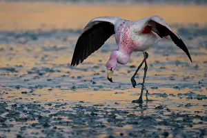 Altitude Prints: James's flamingo (Phoenicoparrus jamesi) walking carefully over half frozen lake surface in early morning