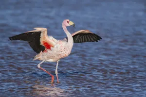 Jamess flamingo (Phoenicoparrus jamesi) walking with wings outstreched Laguna