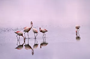 Flamingos Collection: Jamess flamingos (Phoenicoparrus jamesi) Laguna Colorado, Bolivia