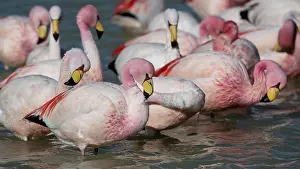 Altitude Prints: James's flamingos (Phoenicoparrus jamesi)