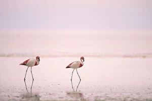 Flamingos Gallery: Jamess flamingos {Phoenicoparrus jamesi} Laguna Colorado, Bolivia