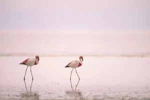 Flamingos Prints: Jamess flamingos {Phoenicoparrus jamesi} Laguna Colorado, Bolivia