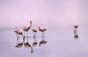 Flamingos Prints: Jamess flamingos (Phoenicoparrus jamesi) Laguna Colorado, Bolivia