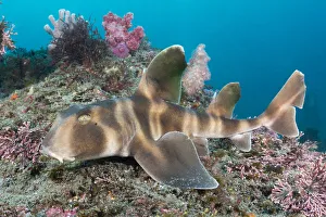 Japanese bullhead shark (Heterodontus japonicus) on reef. Chiba Prefecture, Honshu, Japan