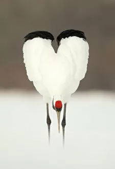 Biodiversity Hotspot Gallery: Japanese crane (Grus japonensis) displaying, wings in heart shape, Hokkiado, Japan, February