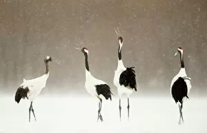 Danny Green Collection: Japanese cranes (Grus japonensis) displaying in snow, Hokkiado, Japan, February